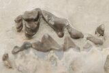 Fossil Oligocene Canid (Hesperocyon) Jaws in Situ - Wyoming #197357-2